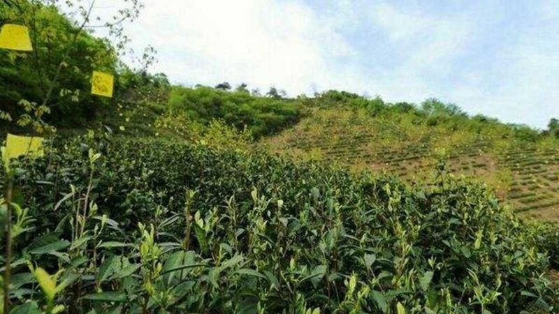 现代农业产业园加盟：如何评估加盟公司的技术实力