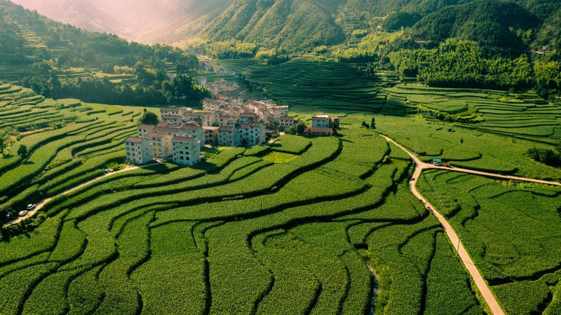 台湾凤梨大陆种植基地：因地制宜的栽培策略